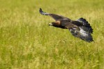 Aquila chrysaetos (Χρυσαετός)