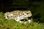 Bufo viridis(Πράσινος φρύνος)