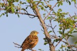 Emberiza hortulana (Βλαχοτσίχλονο)