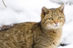 Felis silvestris(Αγριόγατα)