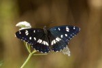 Limenitis reducta