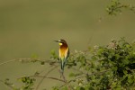 Merops apiaster (Μελισσοφάγος)
