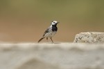 Motacilla alba (Λευκοσουσουράδα)