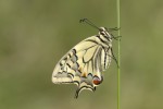 Papilio machaon (Πεταλούδα μαχάων)