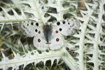 Parnassius apollo (Πεταλούδα Παρνάσσιος Απόλλων)