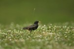 Sturnus vulgaris (Ψαρόνι)