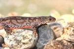 Triturus alpestris(Αλπικός Τρίτωνας)