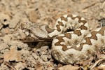 Vipera ammodytes(Οχιά)