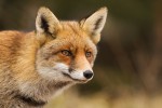 Vulpes vulpes(Αλεπού)