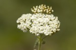 Achillea setacea.tif