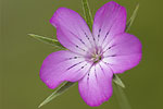 Caryophyllaceae (Καρυοφυλλίδες)
