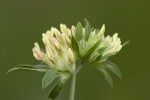 Fabaceae (Ψυχανθή ή Παπιλιονίδες ή Λεγκουμινόζες)