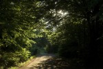 Beech forest 02.tif 