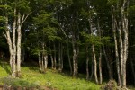 Fagaceae (Φηγίδες)