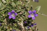 Campanula tymphaea.tif