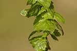 Carpinus orientalis.tif