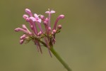 Valerianaceae (Βαλεριανίδες)