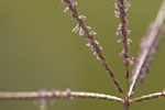Cynodon dactylon.tif