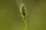 Cynosurus echinatus.tif