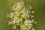 Dactylis glomerata.tif
