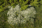 Daphne oleoides and Juniperus communis.tif
