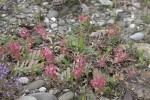 Euphorbia myrsinites.tif