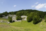 Fagus sylvatica forest.tif