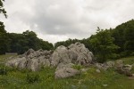 Forest landscape 03.tif