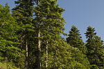 Forest landscape 04.tif