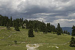 Forest landscape 07.tif