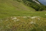 Cupressaceae (Κυπαρισσίδες)