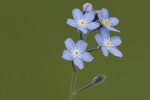 Myosotis ramosissima.tif