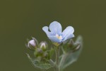 Myosotis sylvatica.tif