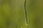 Phleum pratense.tif