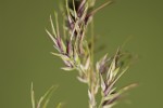 Poa bulbosa.tif