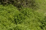 Sambucus ebulus (form).tif