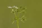 Scandix pecten-veneris.tif