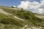 Subalpine meadows 01
