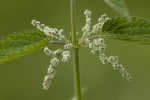 Urticaceae (Ουρτικίδες)