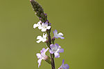 Verbenaceae (Βερβενίδες)