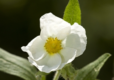 Cistus albanicus